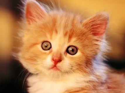 榴莲对猫有什么损害？感兴趣的快来看看！