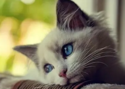 榴莲对猫有什么损害？感兴趣的快来看看！