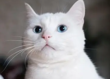 养猫能喷花露珠吗？快来看看这篇文章！