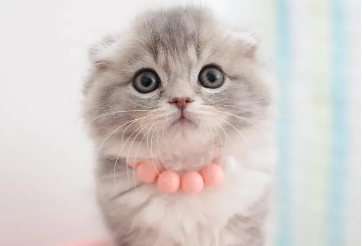 养猫能喷花露珠吗？快来看看这篇文章！