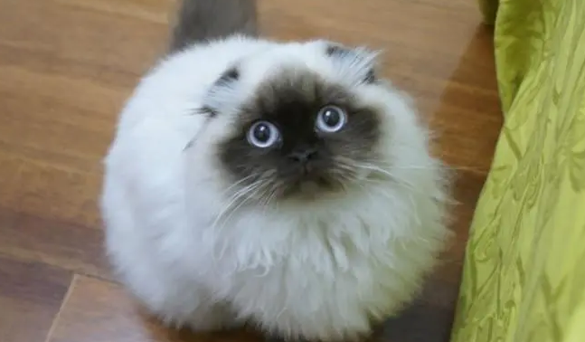 长毛猫小时分的特征，一起来看看