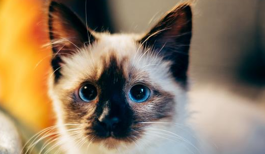 猫尿道炎吃什么药？铲屎官们必定要知道