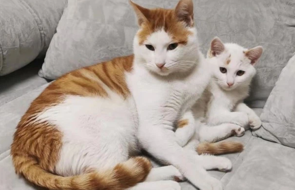 猫尿道炎吃什么药？铲屎官们必定要知道