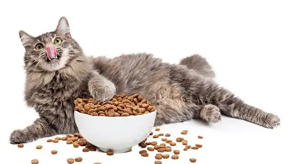 成猫吃幼猫粮有害处吗？有没有损害？