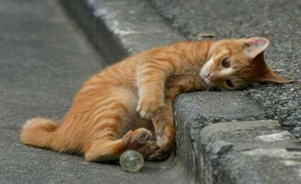 捡到漂泊小猫咪怎么办？这几个方法能够试试