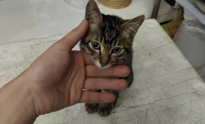 捡到漂泊小猫咪怎么办？这几个方法能够试试