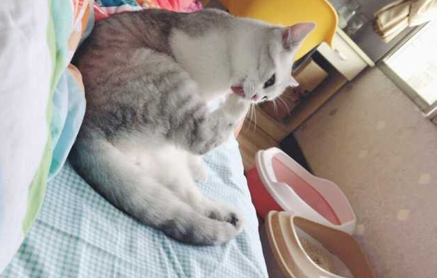 母猫在床上尿怎么回事？居然是这个原因