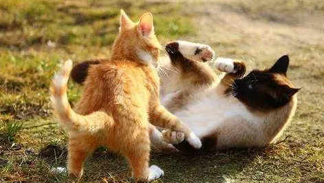 小公猫几个月发情一次？看完你就知道了