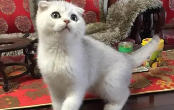 猫咪折耳和假立耳怎样区分，你必定要知道