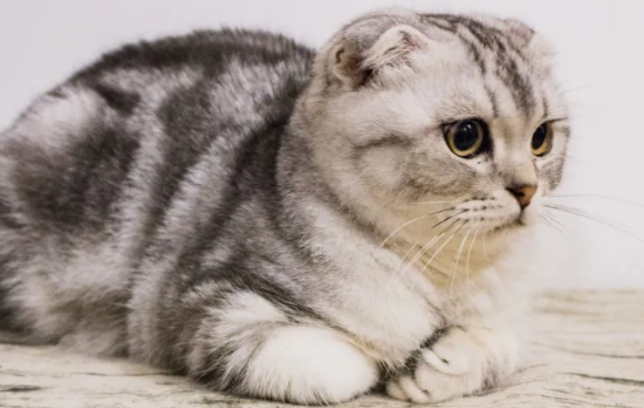 猫咪折耳和假立耳怎样区分，你必定要知道