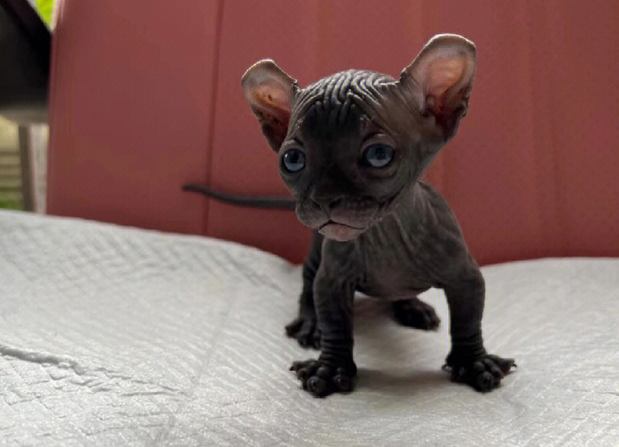 斯芬克司猫多少钱一只？快来看看~