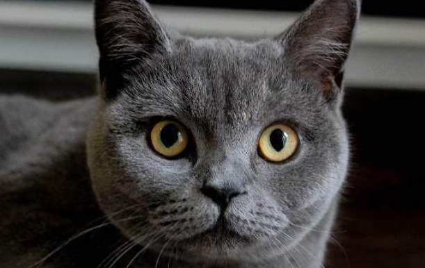 蓝猫怎样养才胖胖的？养殖须知