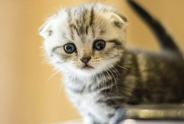 蓝猫怎样养才胖胖的？养殖须知