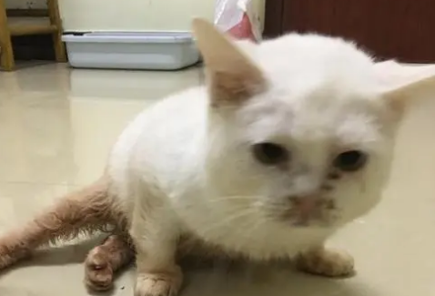 猫咪走路后腿外八是软骨病吗？看这儿~