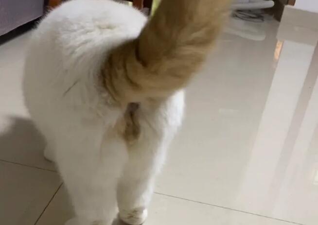 猫咪走路后腿外八是软骨病吗？看这儿~