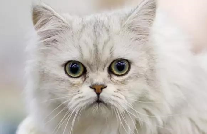 英国猫的种类大全，你了解多少？