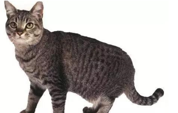 英国猫的种类大全，你了解多少？