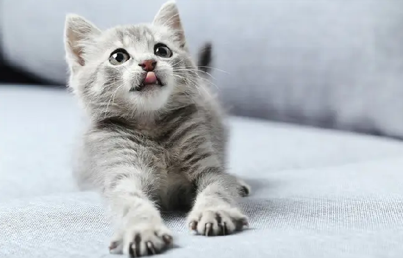 灰白色猫咪是什么种类?一起来瞧瞧吧 灰白色猫咪是什么种类?一起来瞧瞧吧