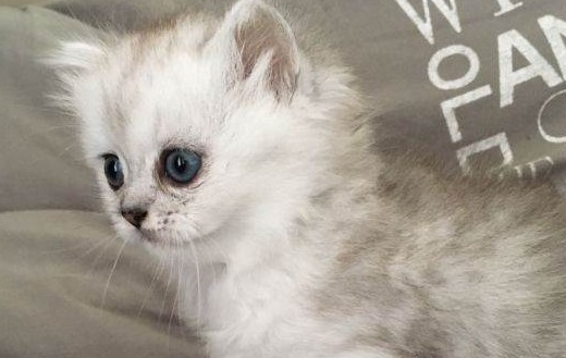 灰白色猫咪是什么种类?一起来瞧瞧吧 灰白色猫咪是什么种类?一起来瞧瞧吧
