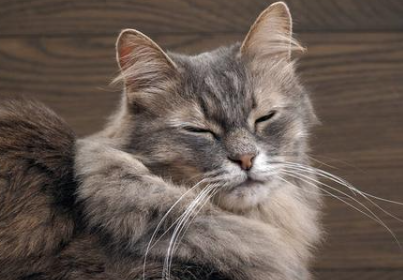 怎样摸猫膀胱涨不涨,看完这篇文章你应该就清楚了~ 怎样摸猫膀胱涨不涨,看完这篇文章你应该就清楚了~