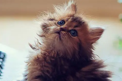 怎样摸猫膀胱涨不涨,看完这篇文章你应该就清楚了~ 怎样摸猫膀胱涨不涨,看完这篇文章你应该就清楚了~