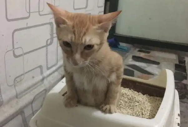 猫拉大便沾身上,主人应该这么做 猫拉大便沾身上,主人应该这么做