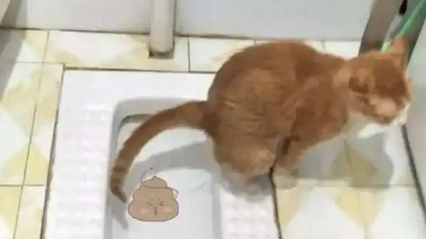 猫拉大便沾身上,主人应该这么做 猫拉大便沾身上,主人应该这么做