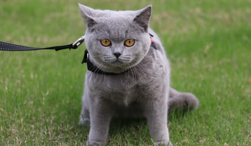 想知道猫咪能不能吃葡萄?快来看下这篇科普文 想知道猫咪能不能吃葡萄?快来看下这篇科普文