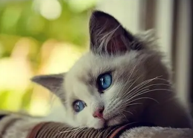 小奶猫一向叫是什么原因?看过来。 小奶猫一向叫是什么原因?看过来。