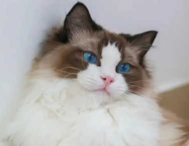 小奶猫一向叫是什么原因?看过来。 小奶猫一向叫是什么原因?看过来。