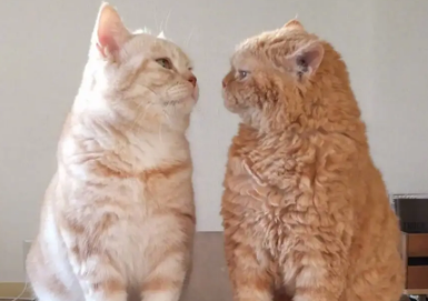 大猫打小猫要阻止吗?我来告知你答案! 大猫打小猫要阻止吗?我来告知你答案!