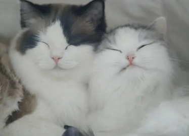 大猫打小猫要阻止吗?我来告知你答案! 大猫打小猫要阻止吗?我来告知你答案!