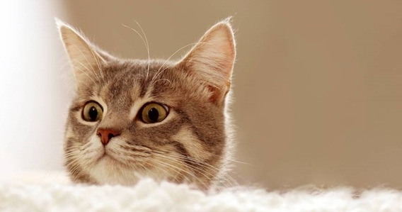 国产猫粮双11包围战:WoWo猫粮撕掉“网红”标签,凭实力破圈 国产猫粮双11包围战:WoWo猫粮撕掉“网红”标签,凭实力破圈