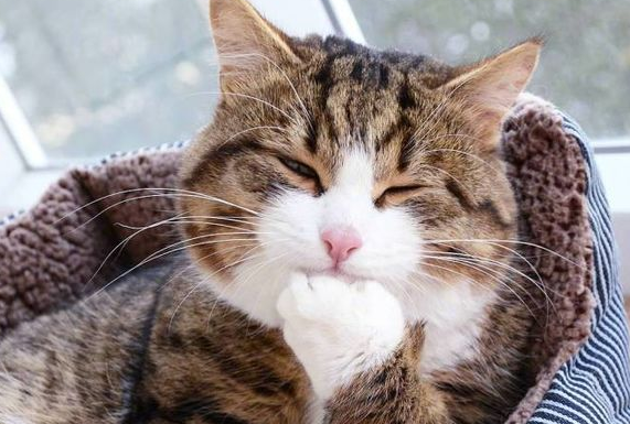 国产猫粮双11包围战:WoWo猫粮撕掉“网红”标签,凭实力破圈 国产猫粮双11包围战:WoWo猫粮撕掉“网红”标签,凭实力破圈