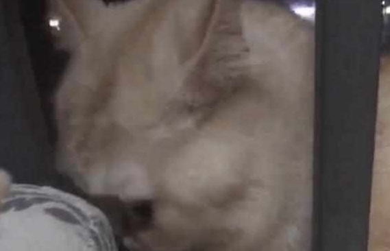 主人怀孕前被逼卖掉猫咪,一年后再相遇,猫咪的反响让她心酸落泪 主人怀孕前被逼卖掉猫咪,一年后再相遇,猫咪的反响让她心酸落泪