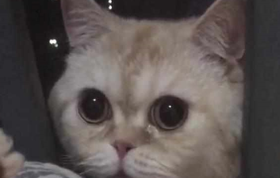 主人怀孕前被逼卖掉猫咪,一年后再相遇,猫咪的反响让她心酸落泪 主人怀孕前被逼卖掉猫咪,一年后再相遇,猫咪的反响让她心酸落泪