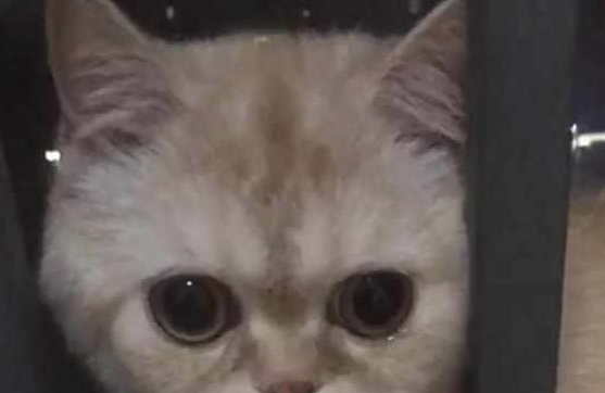 主人怀孕前被逼卖掉猫咪,一年后再相遇,猫咪的反响让她心酸落泪 主人怀孕前被逼卖掉猫咪,一年后再相遇,猫咪的反响让她心酸落泪