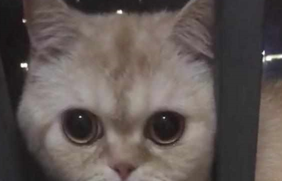 主人怀孕前被逼卖掉猫咪,一年后再相遇,猫咪的反响让她心酸落泪 主人怀孕前被逼卖掉猫咪,一年后再相遇,猫咪的反响让她心酸落泪