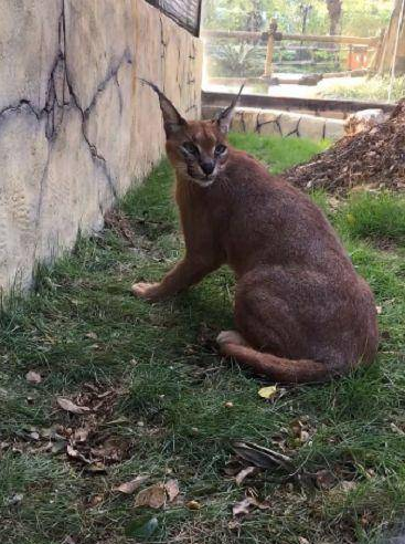 宠主在外面遛猫,路人纷繁绕着走,网友:这猫可不敢惹 宠主在外面遛猫,路人纷繁绕着走,网友:这猫可不敢惹