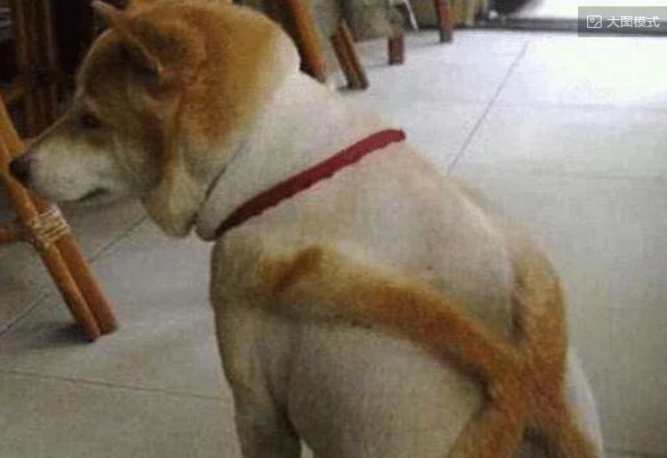 主人给猫剃了个精光，猫没反响过来还像曾经舔毛，成果一舌头下去