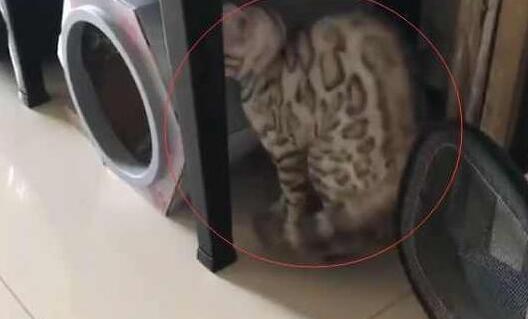 主人家里又新来了一只猫子, 家里的猫接下来的行为, 让铲屎官笑炸锅! 