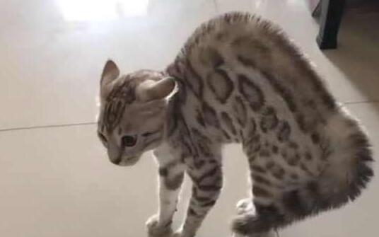 主人家里又新来了一只猫子, 家里的猫接下来的行为, 让铲屎官笑炸锅! 