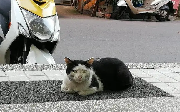 还记得那只“妹妹头”的猫吗？它被教师收养了，还和孩子一同上课