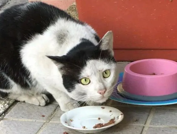 还记得那只“妹妹头”的猫吗？它被教师收养了，还和孩子一同上课