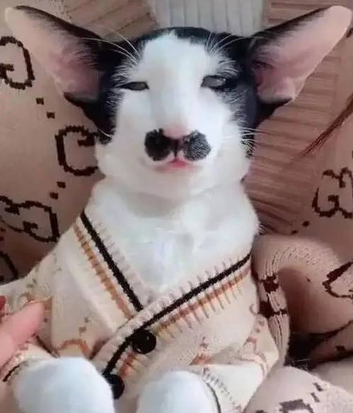 主人厌弃自家猫长的丑，开端我们不信，晒出图片后直接笑喷