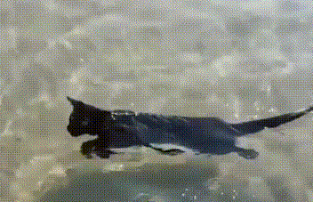 猫咪游水被吓尿，你却还在哈哈笑？