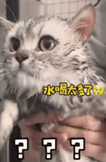 猫咪游水被吓尿，你却还在哈哈笑？