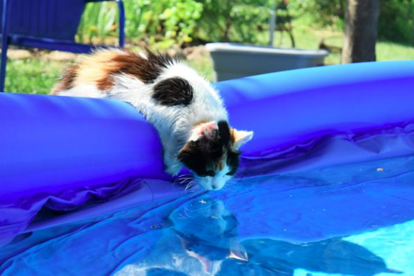 猫咪游水被吓尿，你却还在哈哈笑？