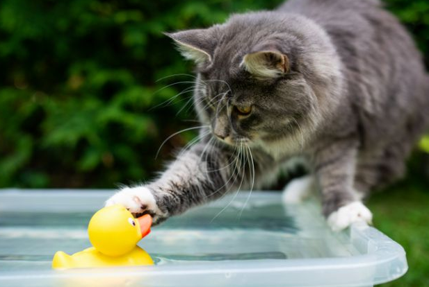 猫咪游水被吓尿，你却还在哈哈笑？