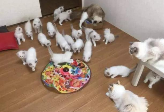 猫妈妈一次生了19只！主人乐开了花，网友却戏弄：居然有两只公猫